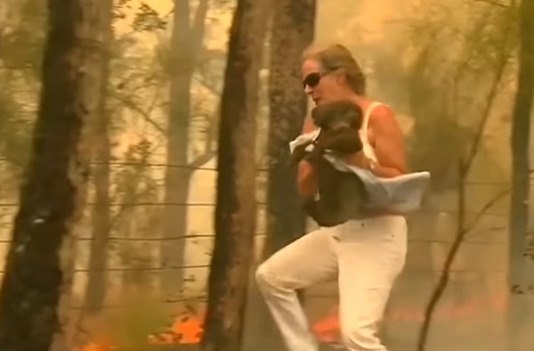 這位樹熊英雄名叫Toni Doherty。Toni於駕車途經新南威爾士省叢林時,於路邊看到有一隻被燒至重傷的樹熊十分無助的在火場內悲泣,不知所措!Toni見狀後馬上脫去上衣,只剩下內衣那樣衝入火場,把外衣包著緊抱樹幹的樹熊並把牠救出。