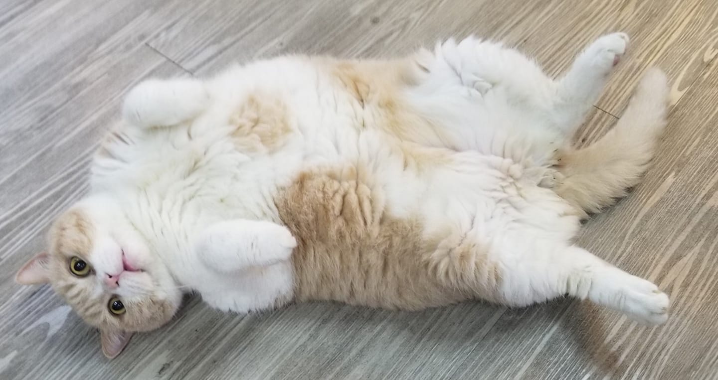 忌廉哥基金有限公司