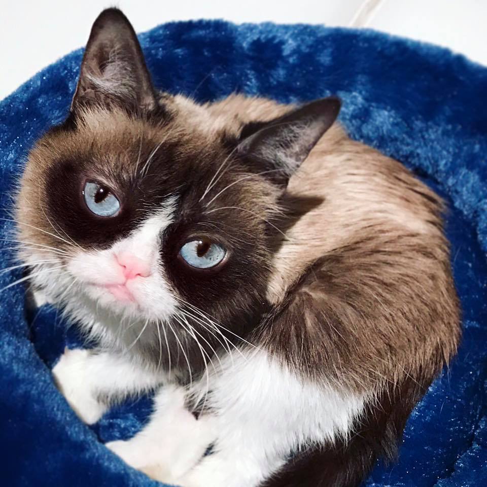 Grumpy Cat 3