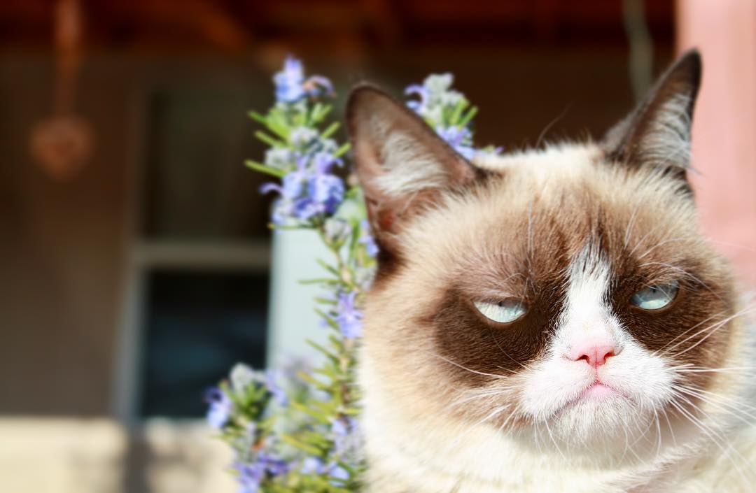 Grumpy Cat IG 6