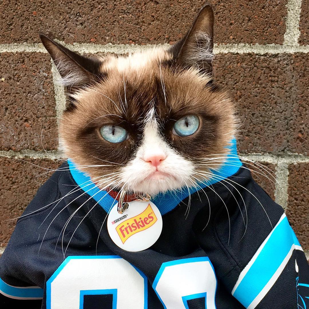 Grumpy Cat IG 7