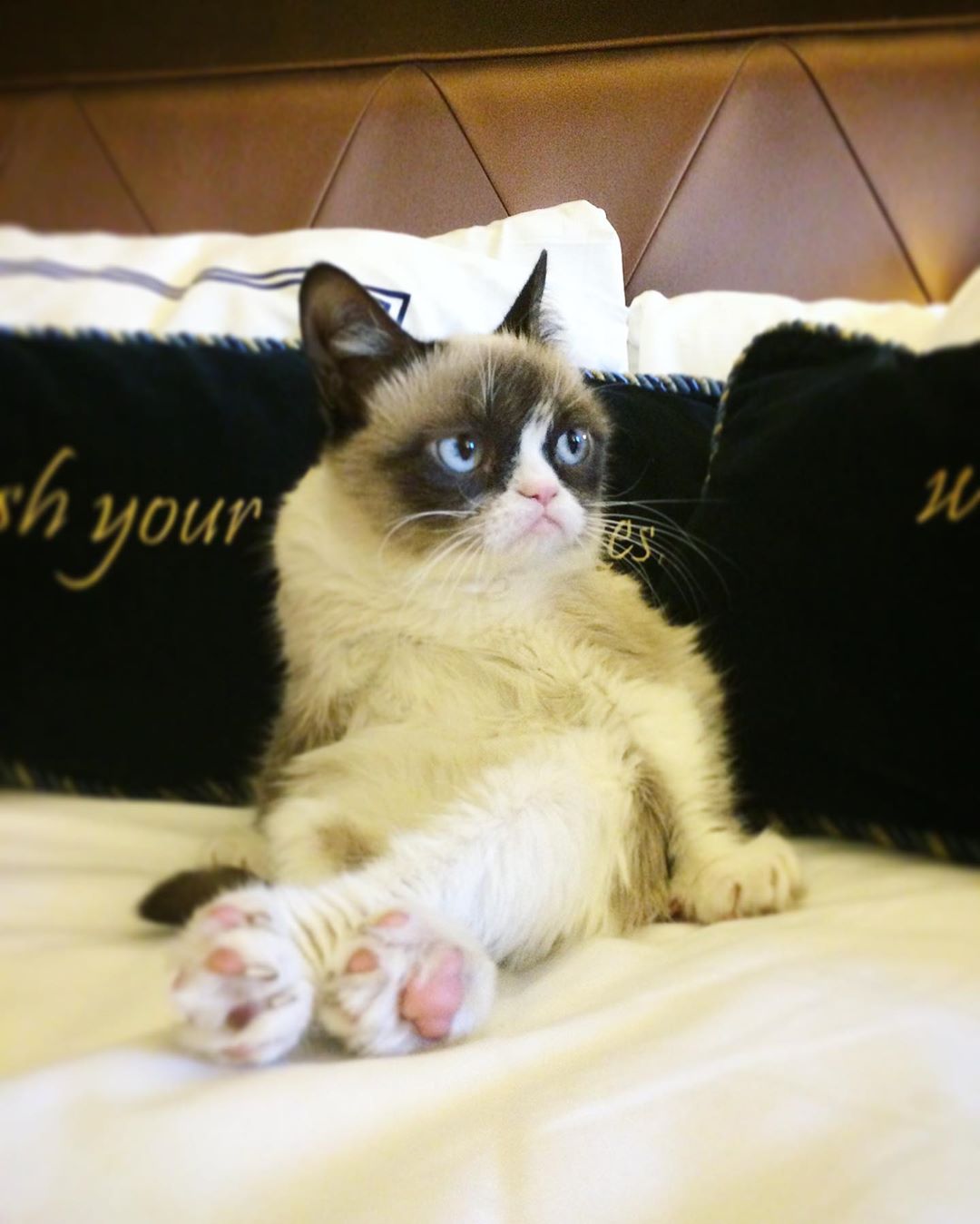 Grumpy Cat _IG
