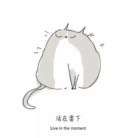 過去不能彌補,未來你也鉤不到,不如學貓一樣活在當下