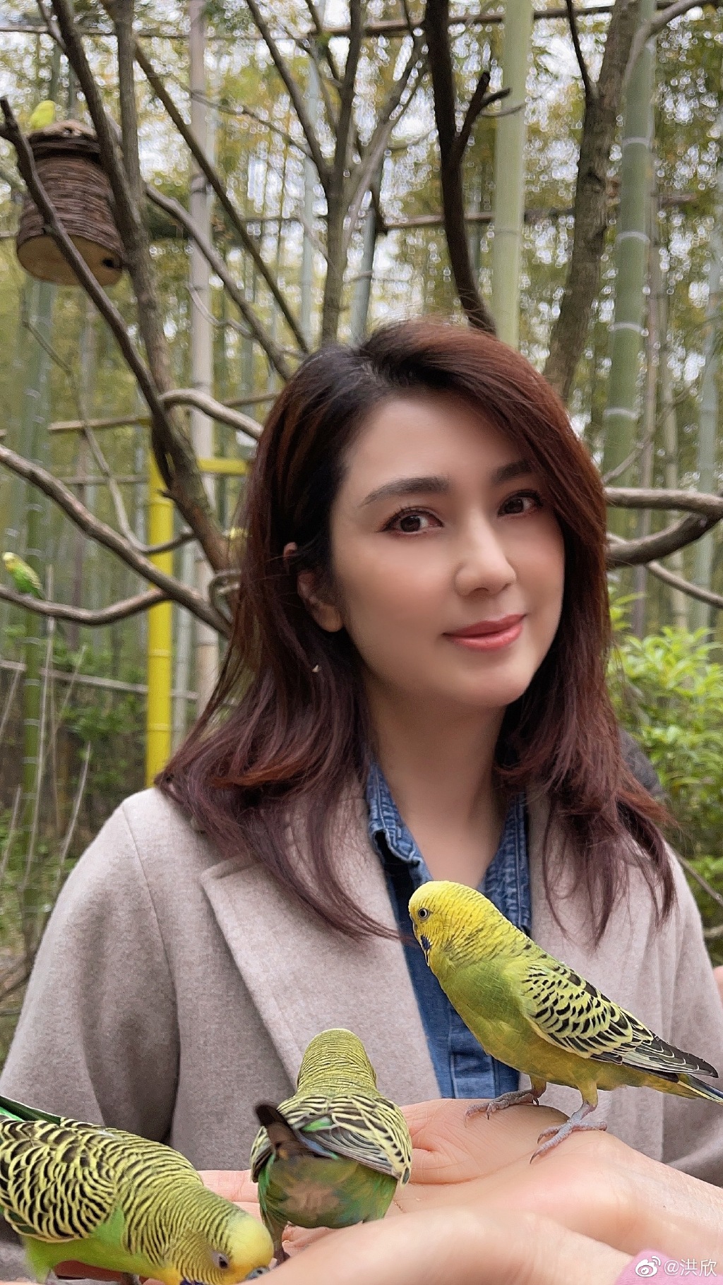 洪欣未婚先孕