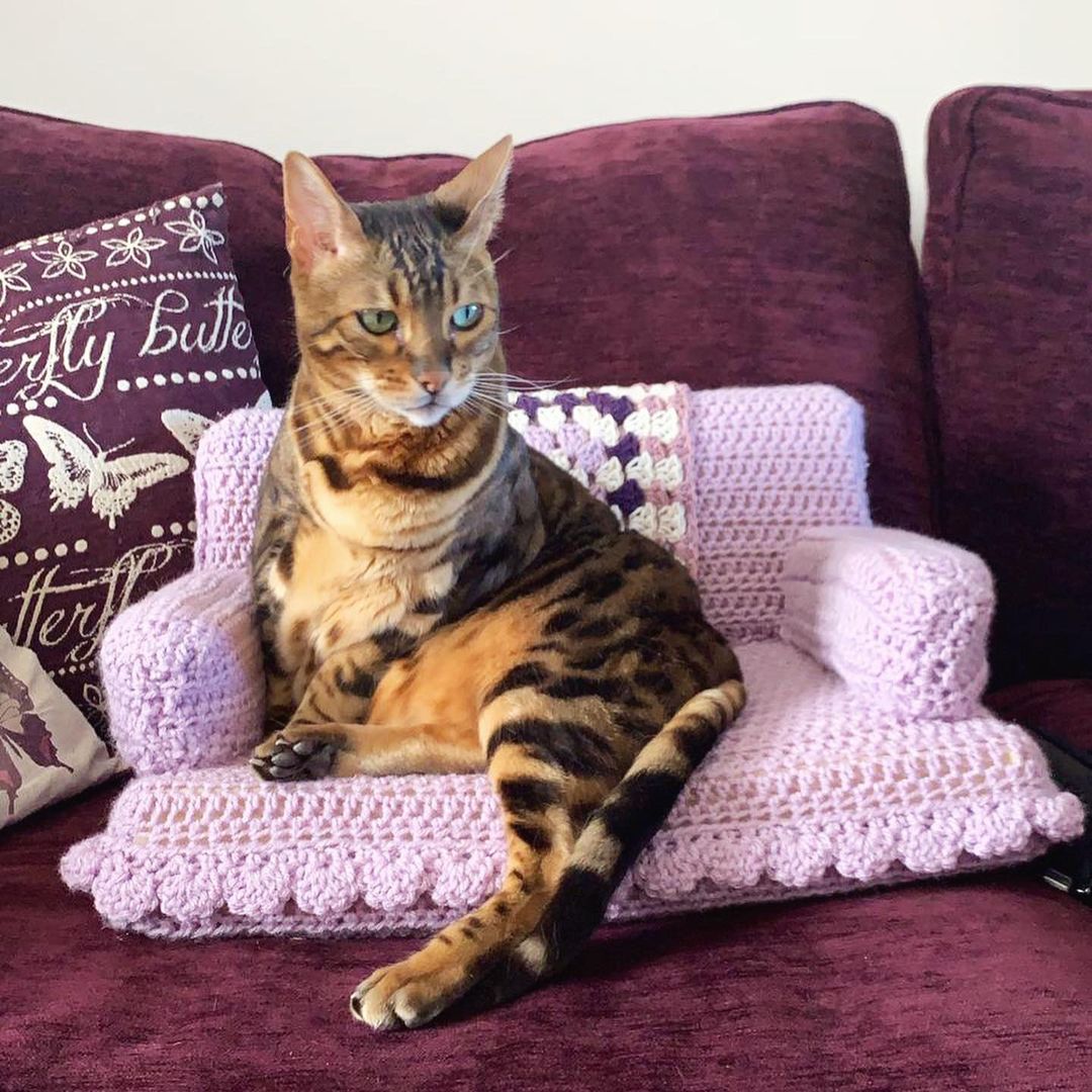 英國跳水王子Tom Daley