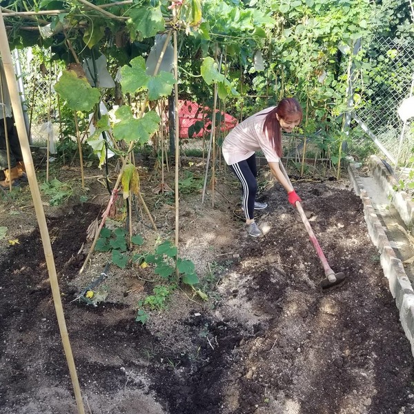 陳琪親自打理家裡花園