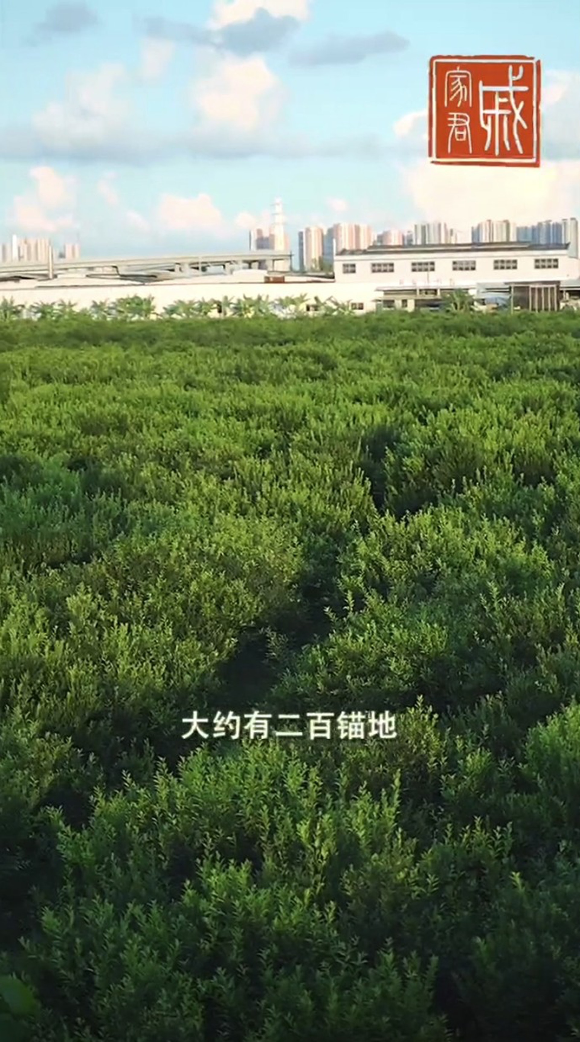 他在其家鄉新會開設了一座占地約兩百畝的柑園