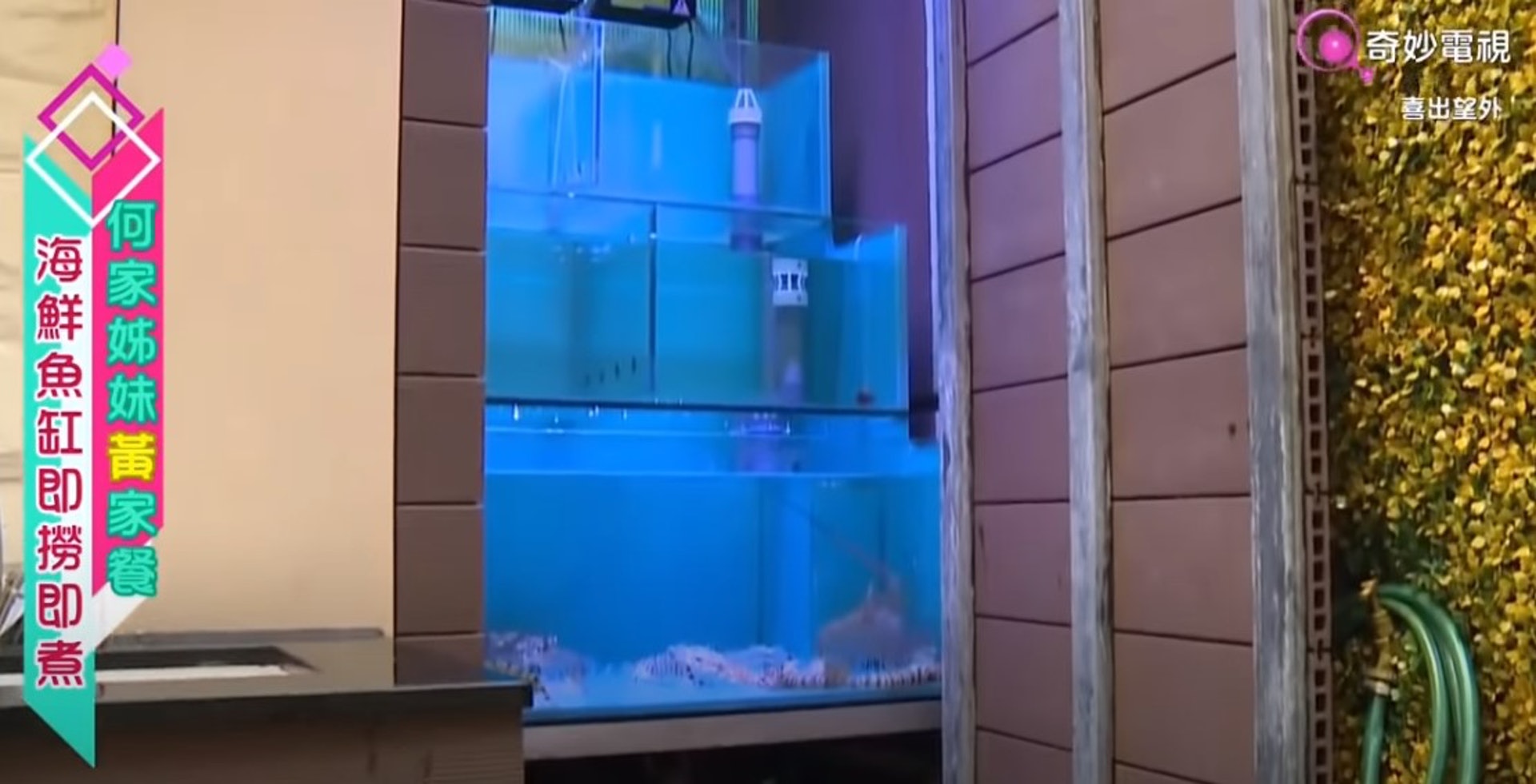 設餐廳式的海鮮魚缸,讓人嘆為觀止。
