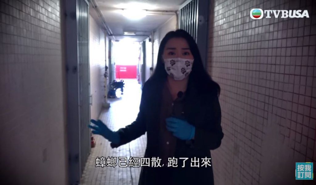 《東張西望》黃穎君採訪曱甴屋被網民激讚。
