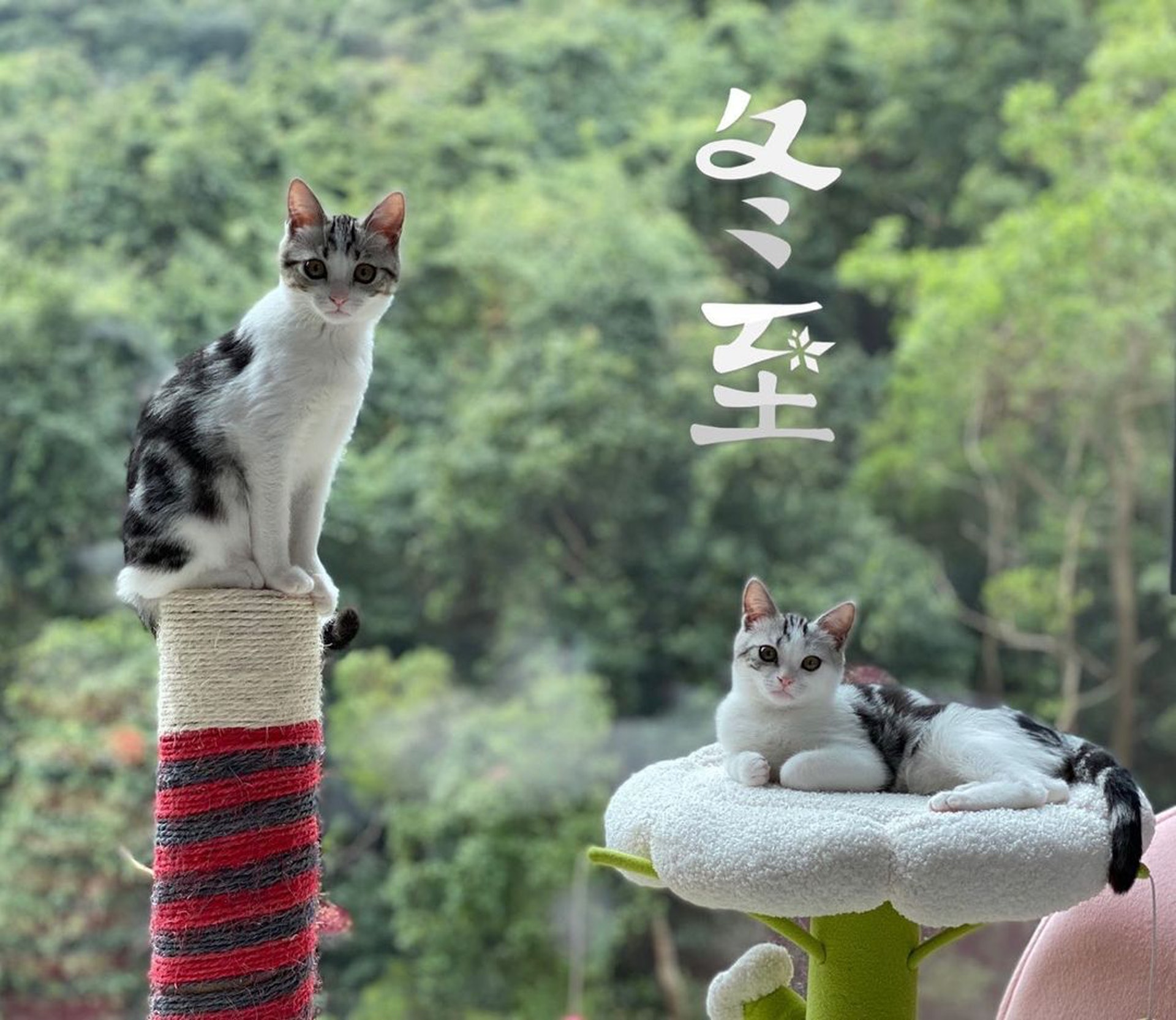 窗外的無敵山景更是十分吸睛,環境清幽。