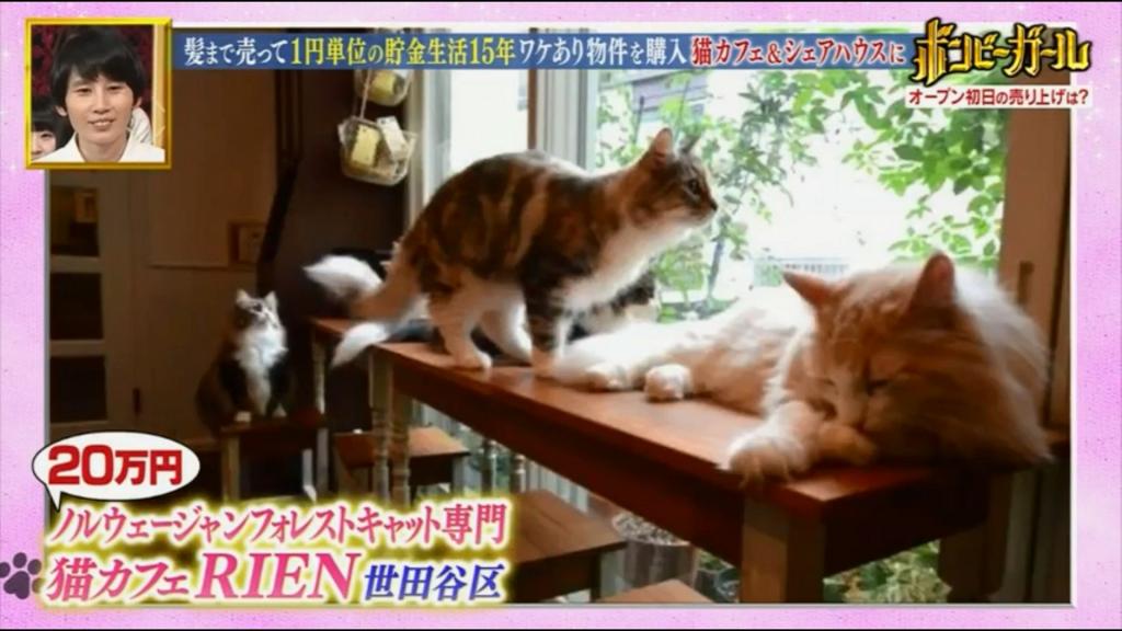 貓咪咖啡室現時已在東京開業