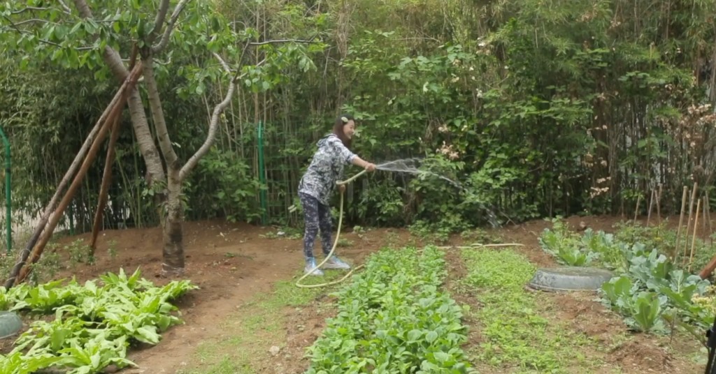 周海媚豪宅還擁有私人花園,花園內種滿各種新鮮蔬果。