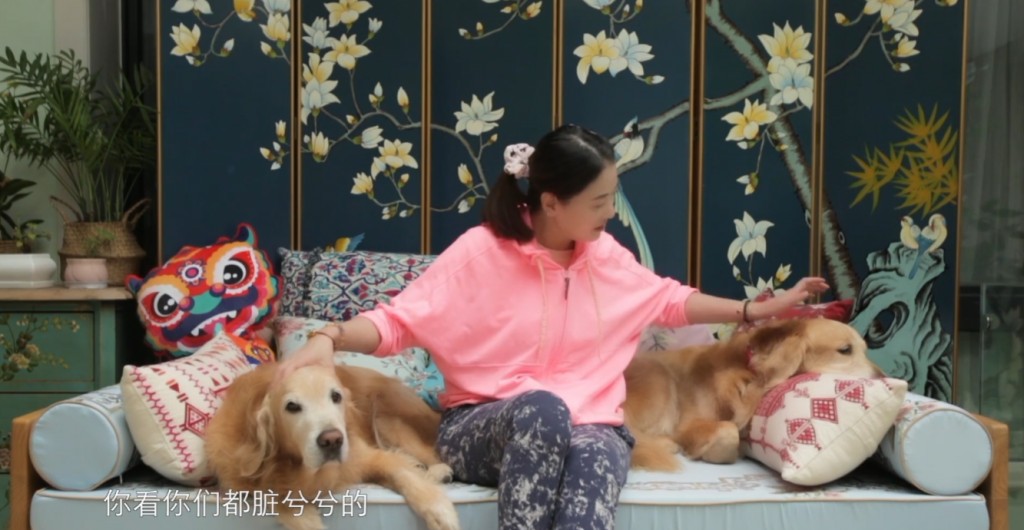 狗狗們在梳化度嘆。