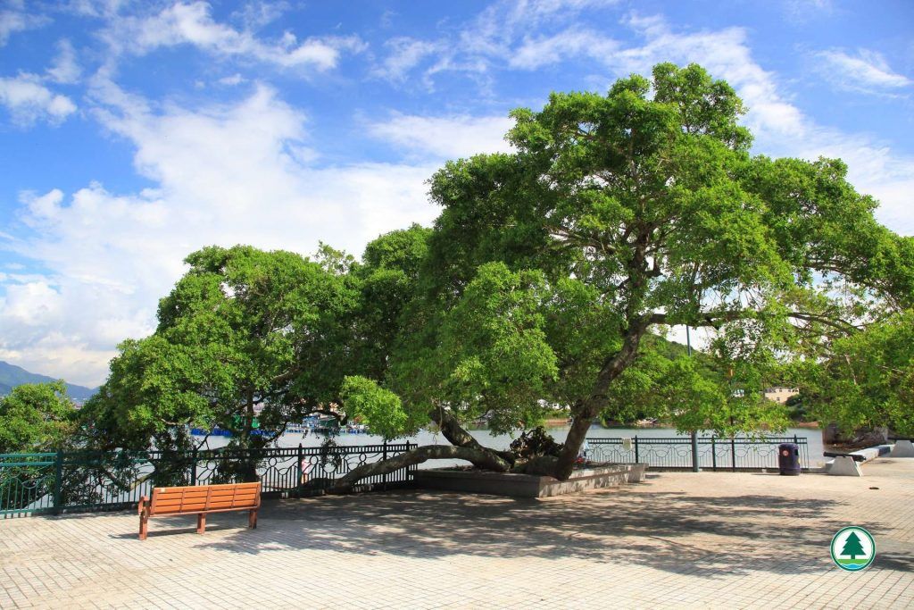 相傳只要坐在樹下，一邊想著心儀對象，並靜靜等待落葉飄在頭上，就能與心儀對象有美好姻緣。