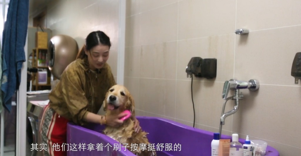 周海媚花大手筆買一個巨大浴缸,親自為狗狗們做SPA和美容。