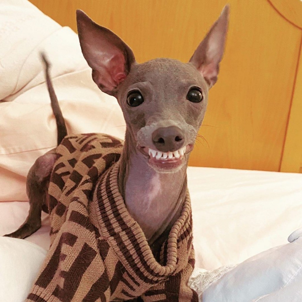 張舒雅為愛犬穿上名牌寵物裝。