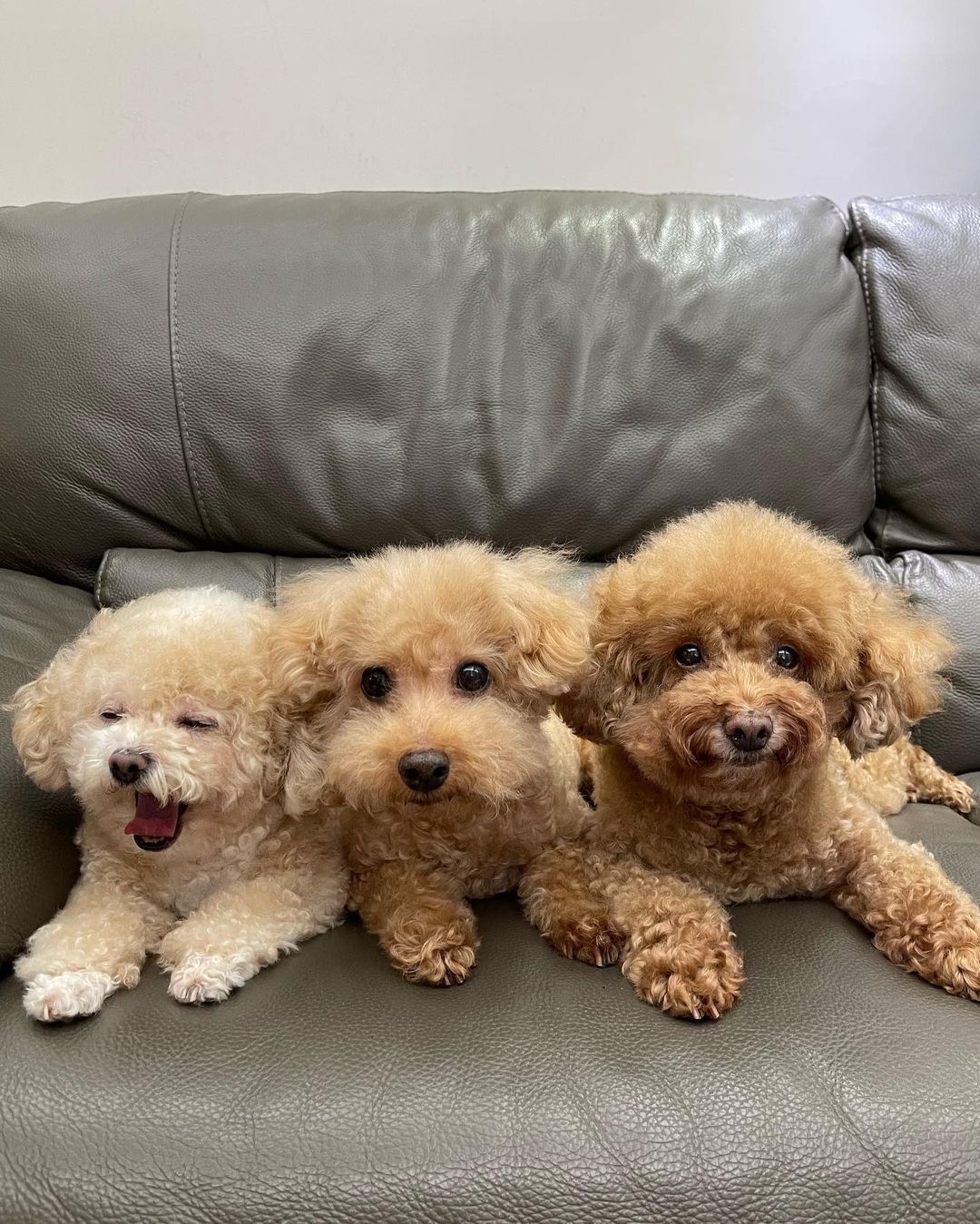 今日（30日）下午洪卓立在社交平台上載家中三隻小狗排排坐的照片