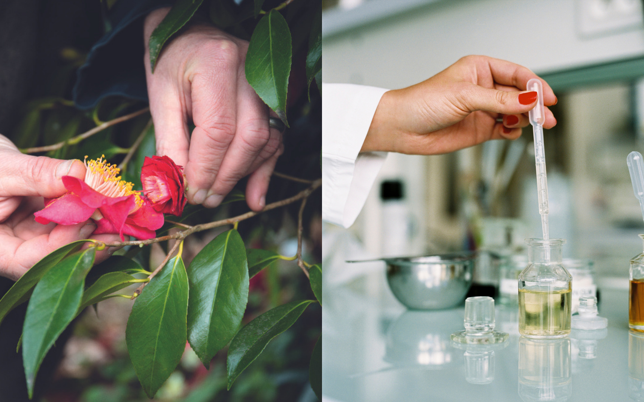 CHANEL研製團隊在2,000個品種中,挑選出名為「The Czar紅山茶花」作核心成分。