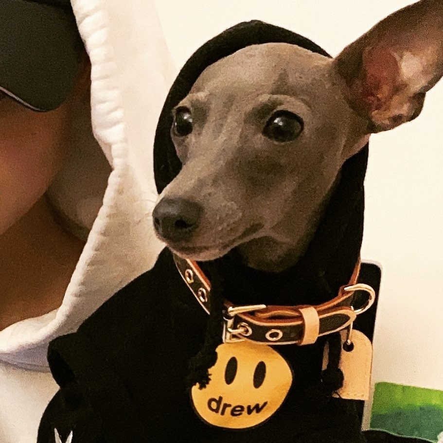 張舒雅為愛犬戴上價值港幣HK$2,850的LV名牌頸圈。