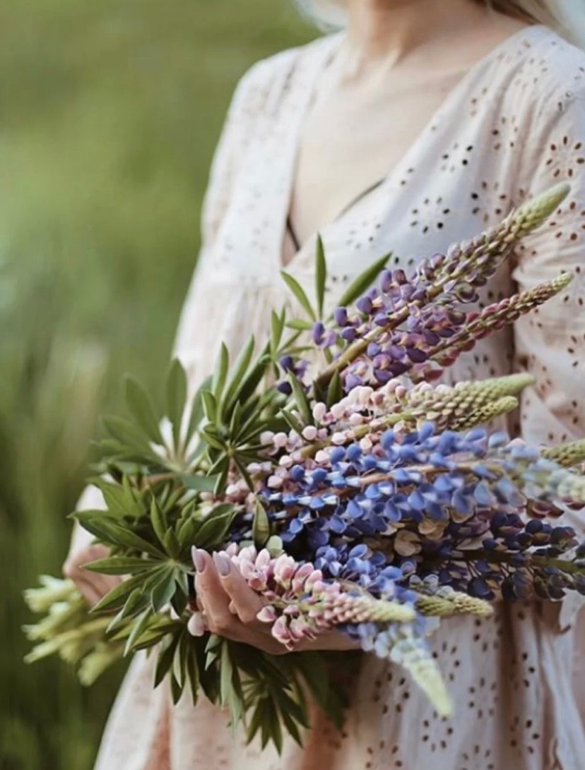 魯冰花的花語代表母愛,因其盛花期是在母親節前後