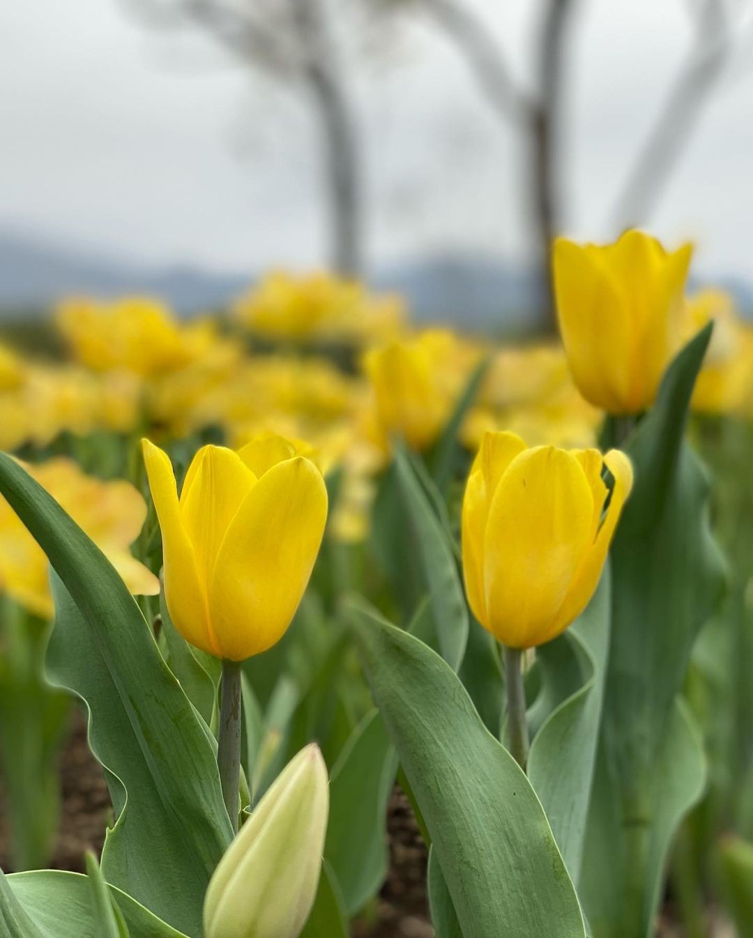 黃色鬱金香花海
