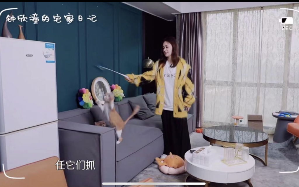 鍾欣潼(阿嬌)更養了兩隻貓貓