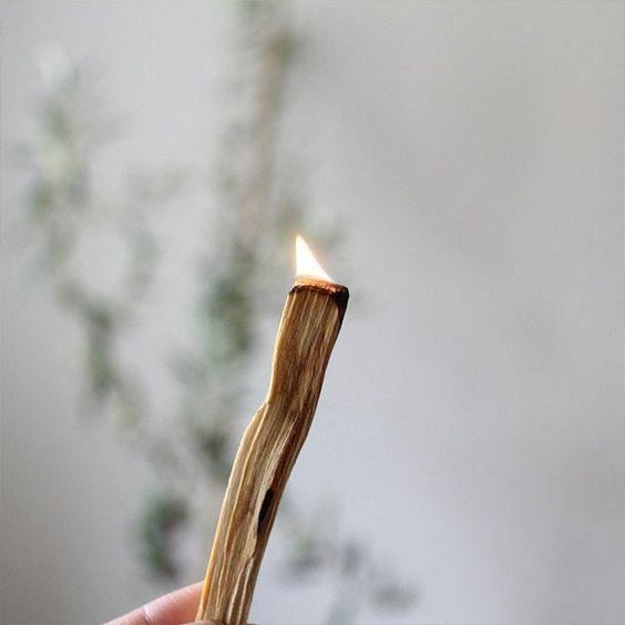 燃點聖木步驟