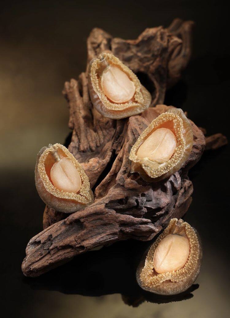 麗思卡爾頓酒店的米芝蓮二星食府天龍軒,今次它們就為母親節設計了滋陰養顔的吉品鮑魚六道菜盛宴