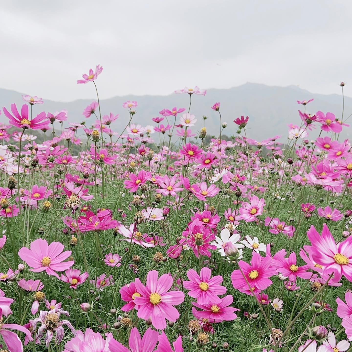 波斯菊花海更是不可不到的打卡勝地。