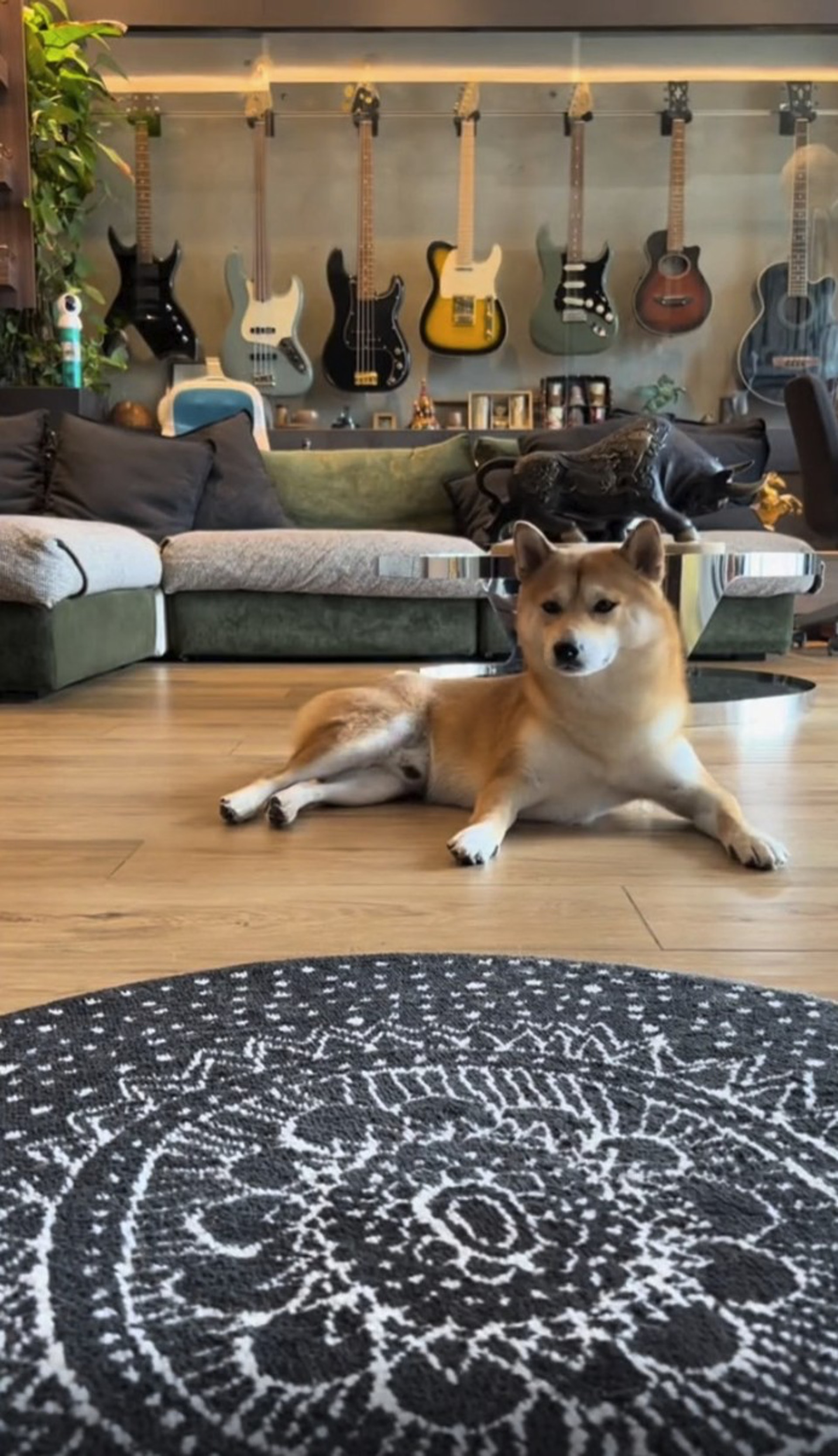 林保怡的愛犬喜歡坐在地上。