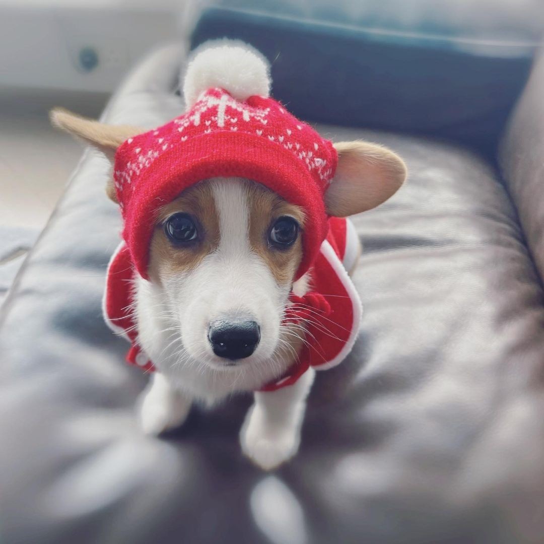 愛犬成精神寄託