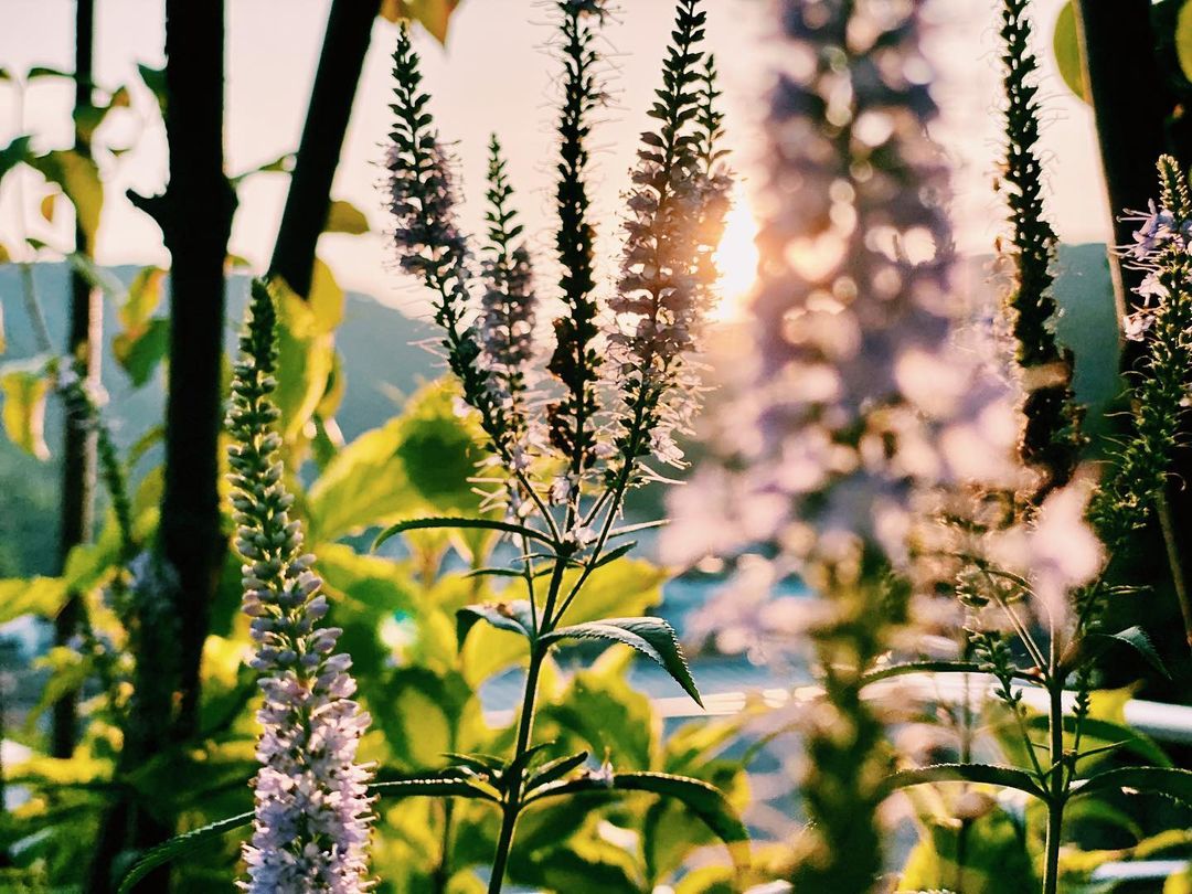 孫藝珍在社交平台分享一張薰衣草的相片，並寫道：我們迎來了新生命。
