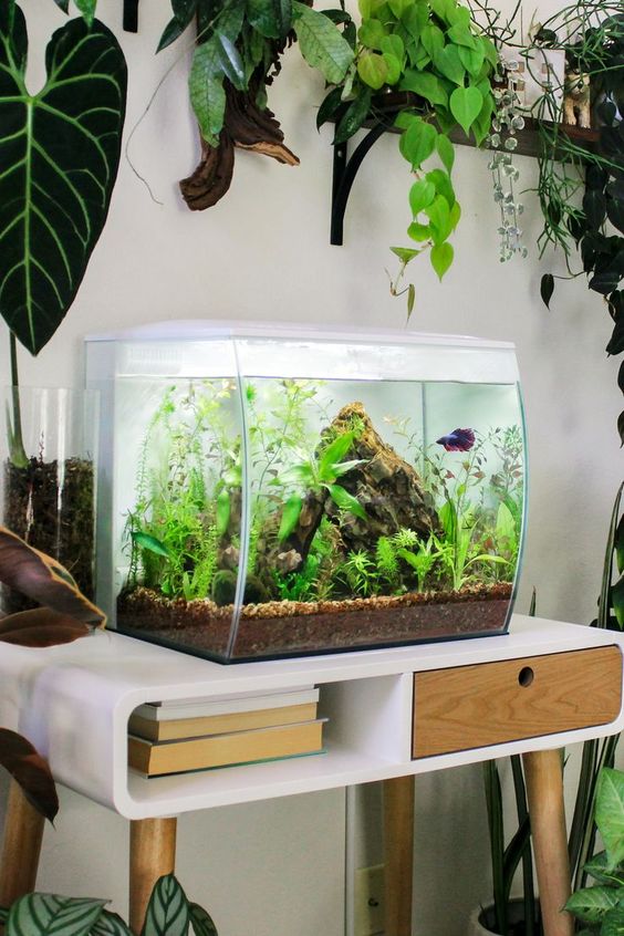 擺放水景或魚缸