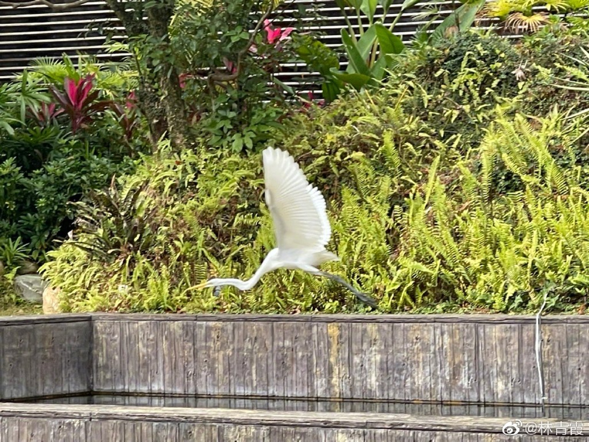 林青霞的後院可謂郁郁蔥蔥。