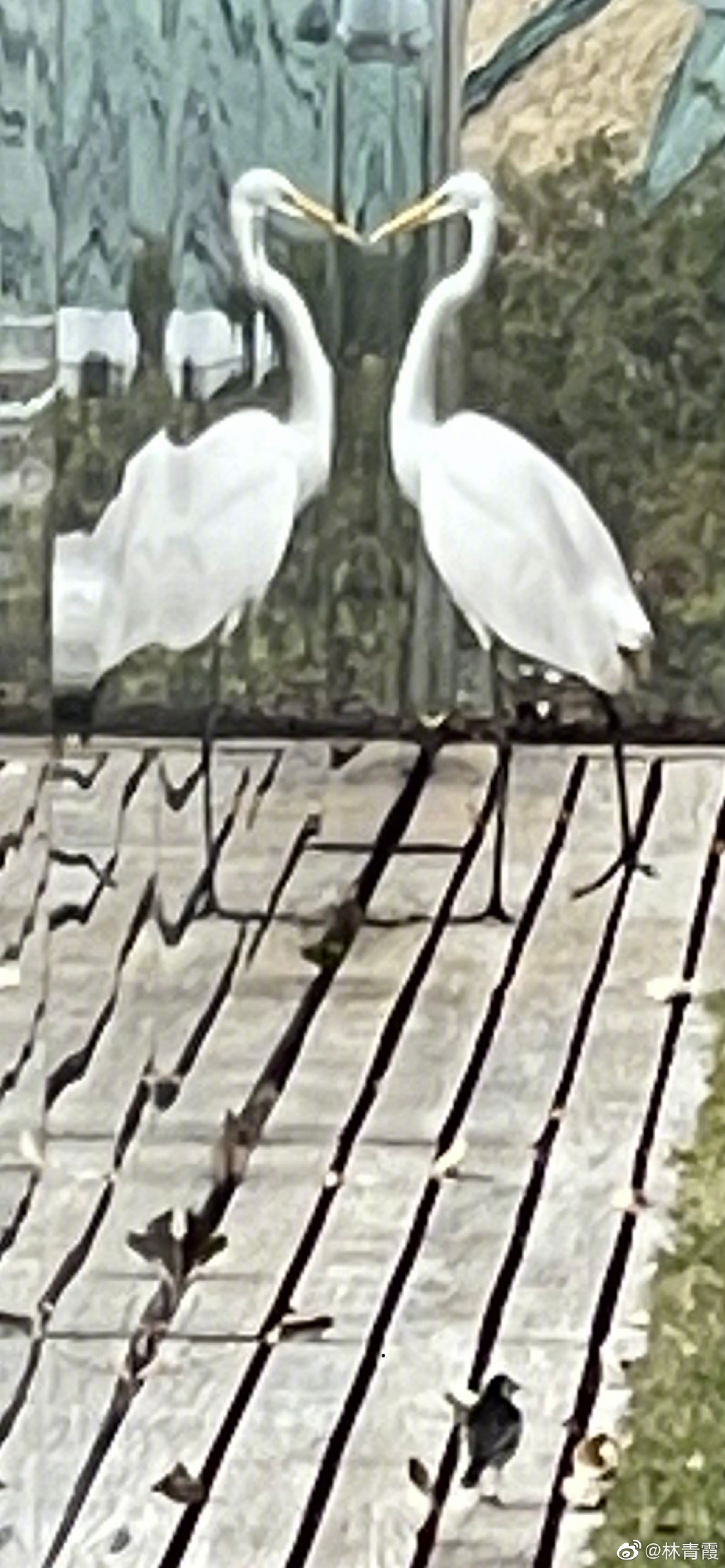 有白鷺鷥來作客。