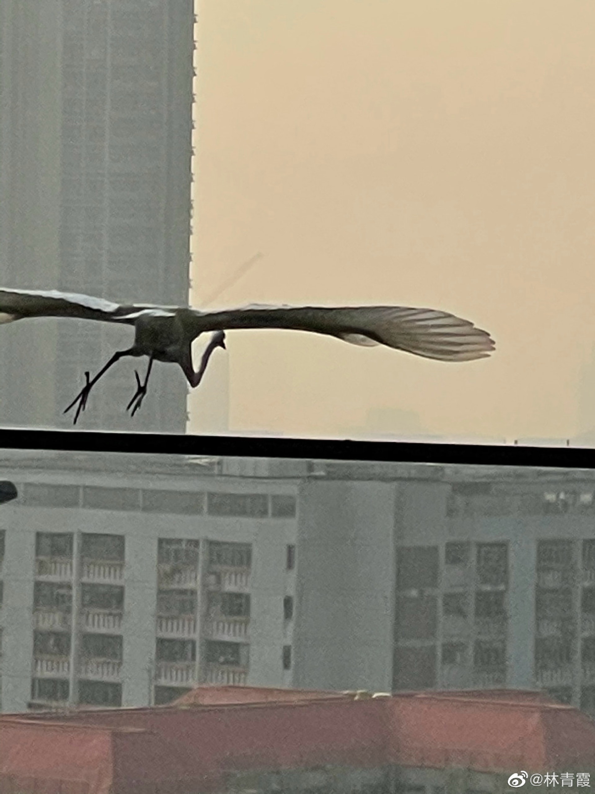 仙鶴正在飛向林青霞庭院的欄杆。