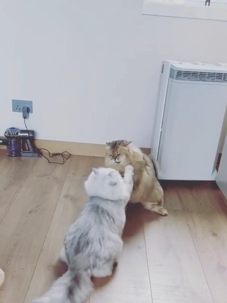 舒淇的豪宅面積大，兩隻愛貓打交不是問題。