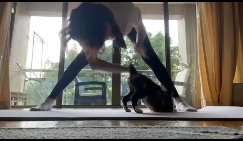 舒淇想做瑜伽，但愛貓就一直在她的身邊行來行去，不斷騷擾她，場面十分搞笑！