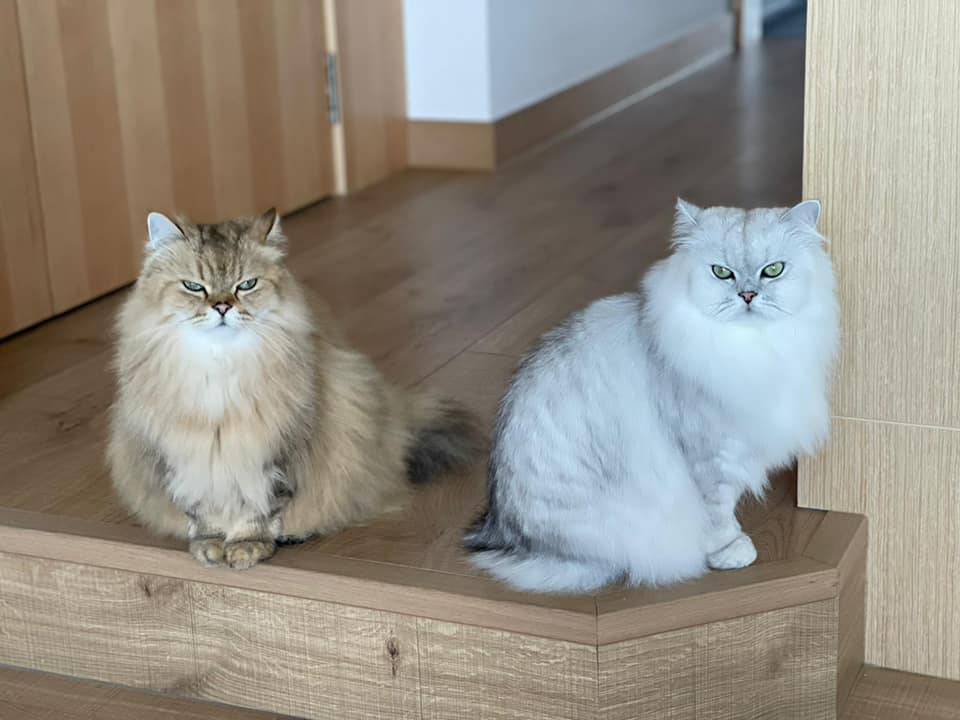 舒淇的豪宅相當寬闊，有足夠的空間讓愛貓自由活動。