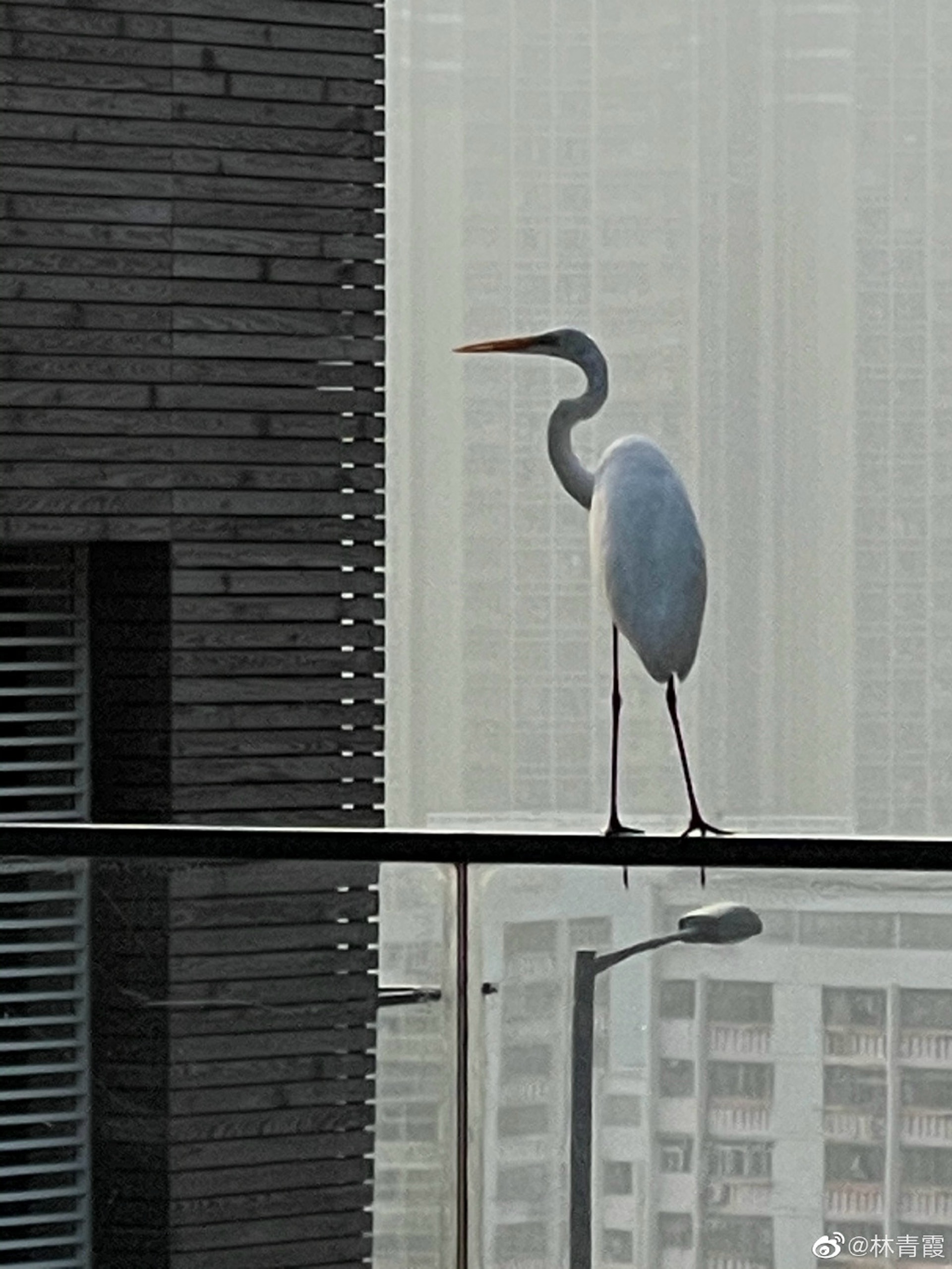 停在欄杆上的仙鶴。