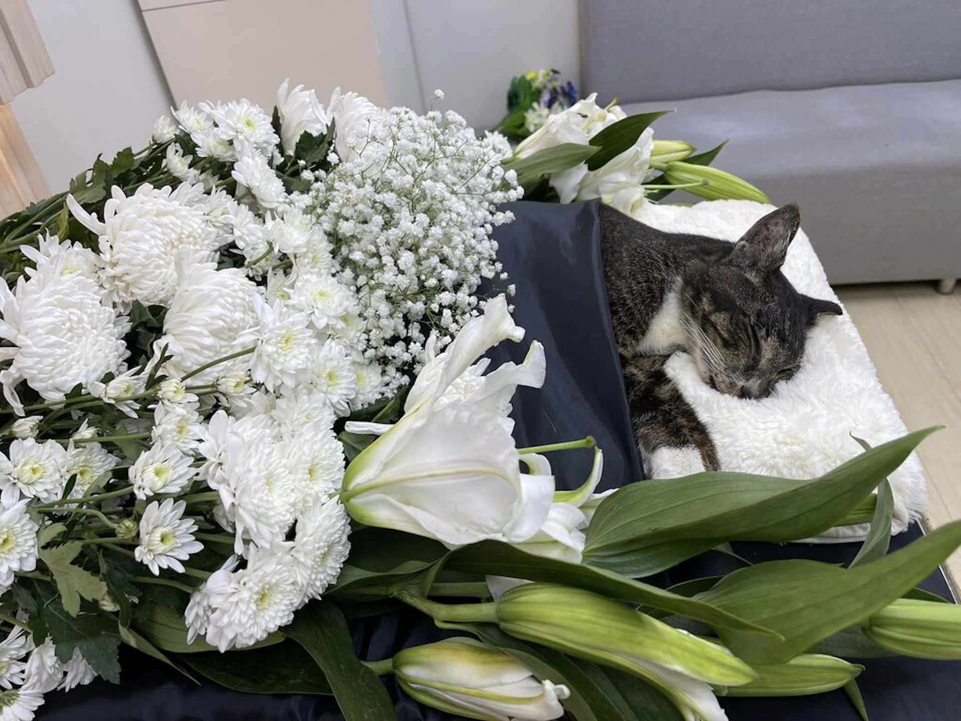 黎芷珊為愛貓喳喳進行告別儀式。