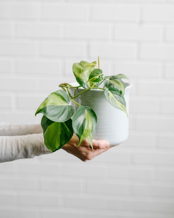 辦公室必備盆栽：心葉蔓綠絨