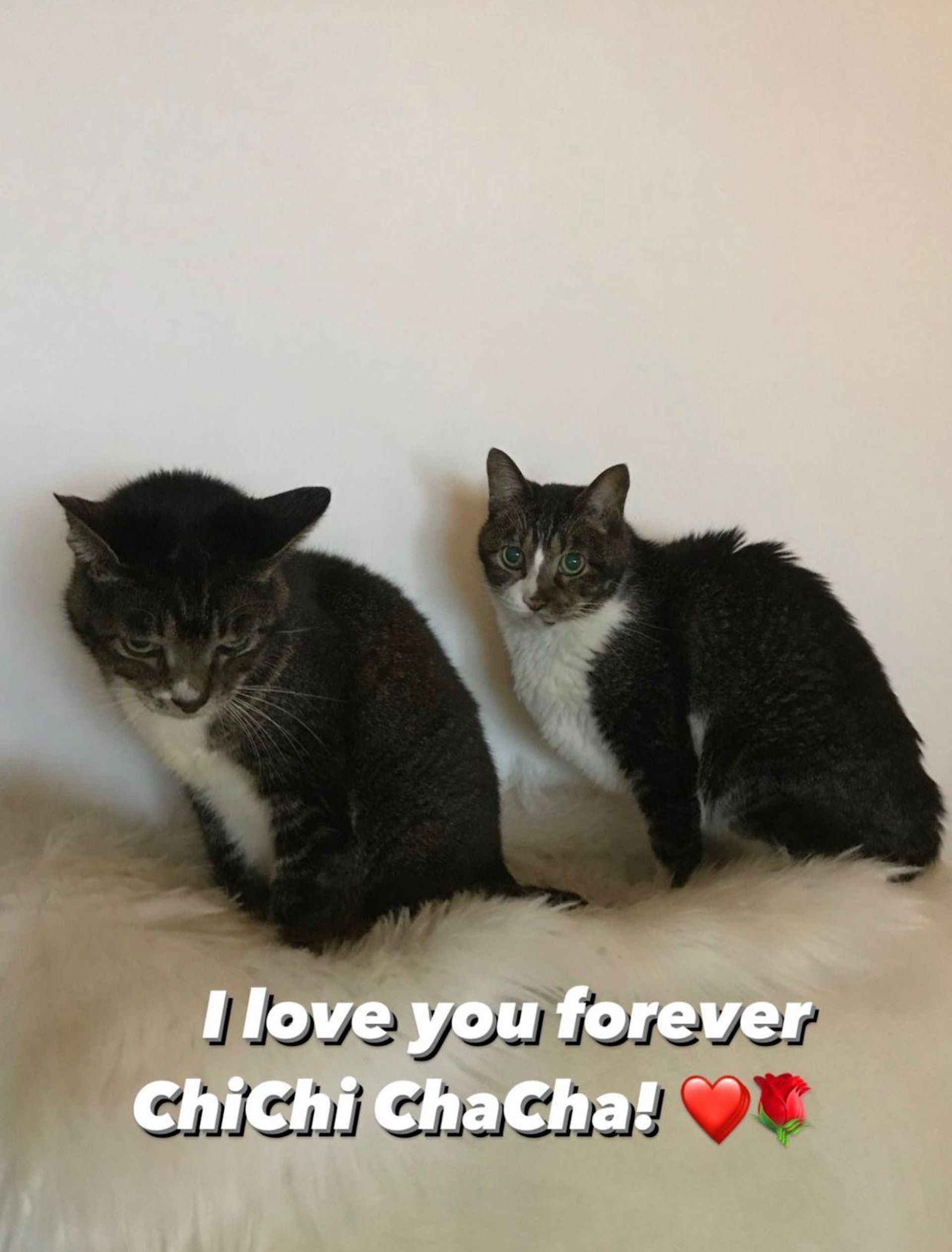 黎芷珊的兩隻愛貓已離世。