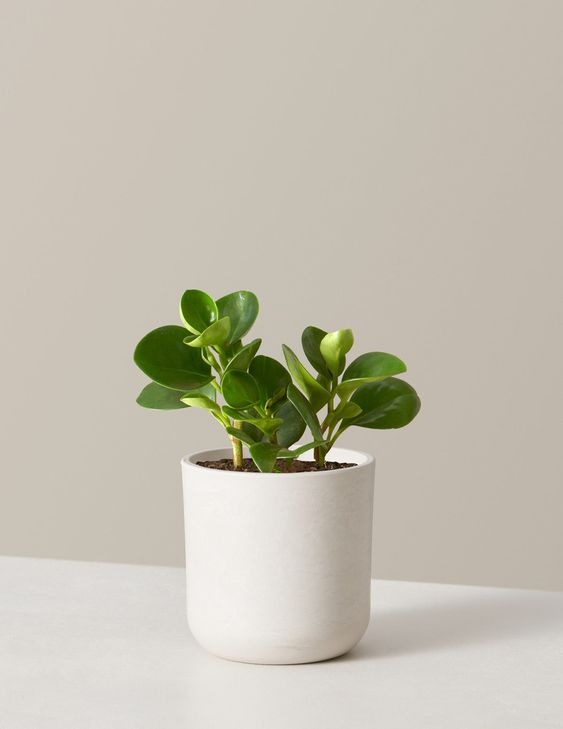 辦公室必備盆栽：圓葉椒草