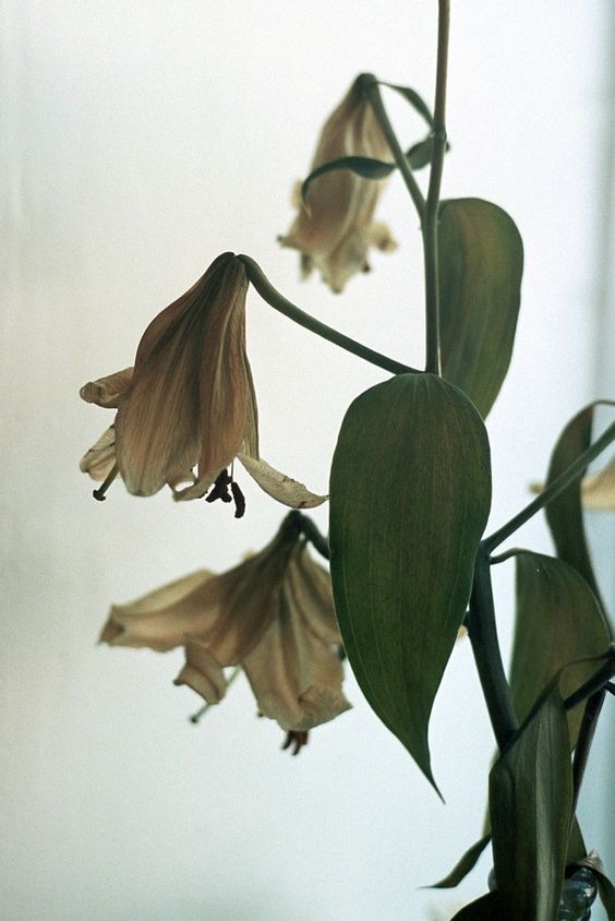 枯萎植物不清理