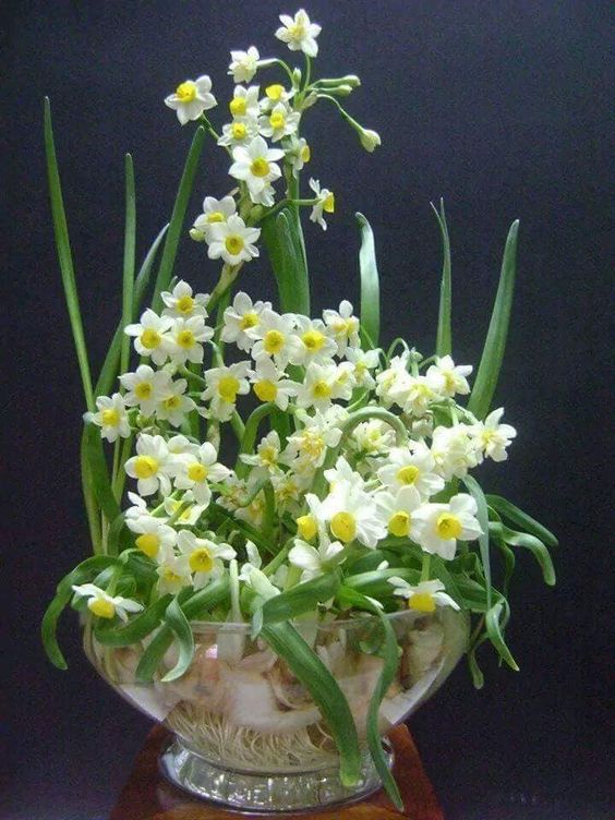 香氣清幽的水仙花亦是熱門年花之一。