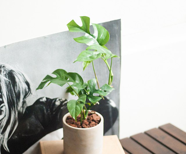 龜背芋原生於墨西哥的熱帶雨林，也是最容易照顧的植物之一。