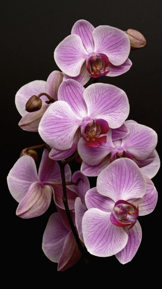 想必大家去花市到處可見蝴蝶蘭的身影，蝴蝶蘭代表著幸福及快樂。