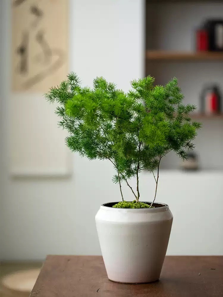 發財致富：蓬萊松