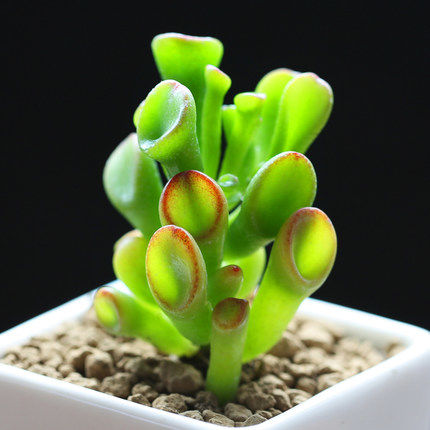 筒葉花月有著「吸財樹」的稱號，屬於「肉質植物」。